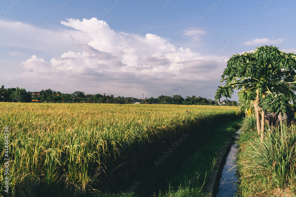 Obraz premium Selective focus on Balinese rice fields for visiting during getaway travel to Indonesia, picturesque countryside with green farmland for agronomy cultivated growth,herbs plantation located in Vietnam