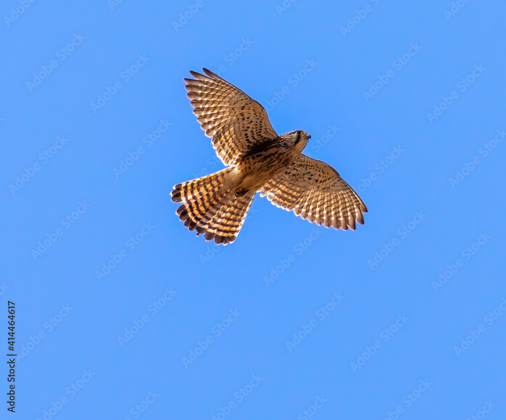Obraz premium Common Kestrel (female) in flight