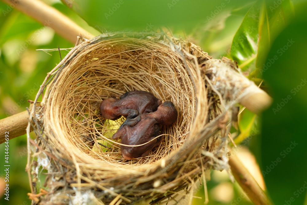 two baby bird in bird's nest on the tree in big forest two baby bird in bird's nest on the tree in big forest