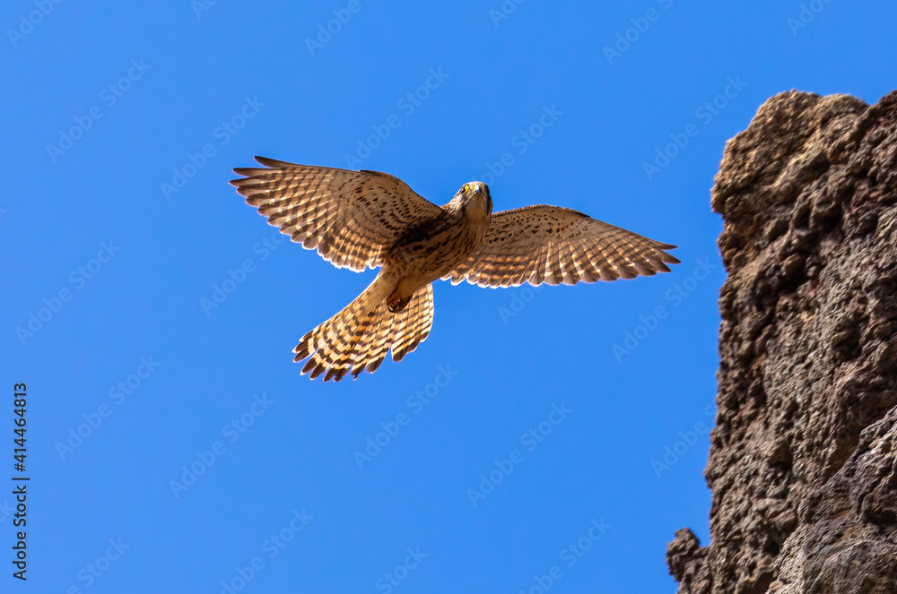 Fototapeta premium Common Kestrel (female) in flight