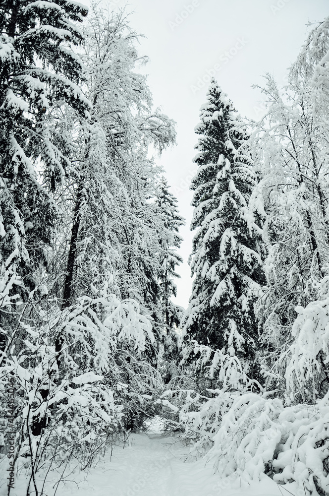 Winter's tale. Snowy forest. Narnia. Winter's tale. Snowy forest. Narnia.