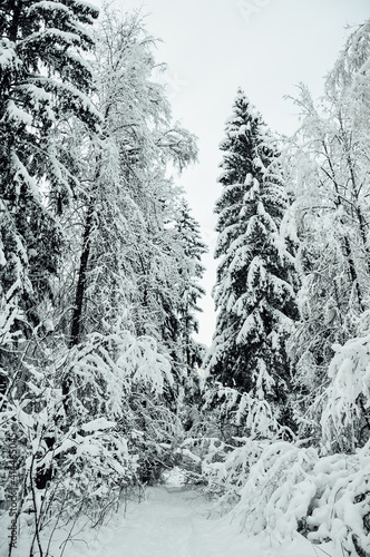 Winter's tale. Snowy forest. Narnia.