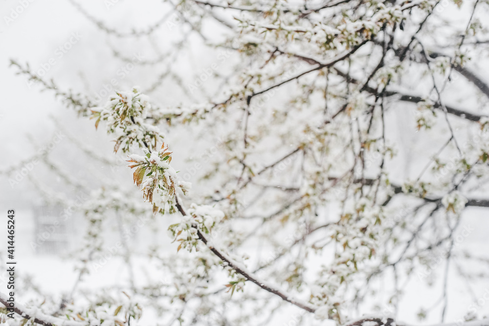 cherry flowering trees are covered with fluffy snow cherry flowering trees are covered with fluffy snow