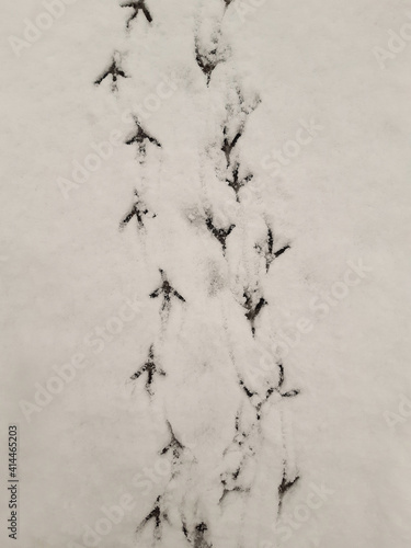 Many bird tracks on white snow for the whole frame