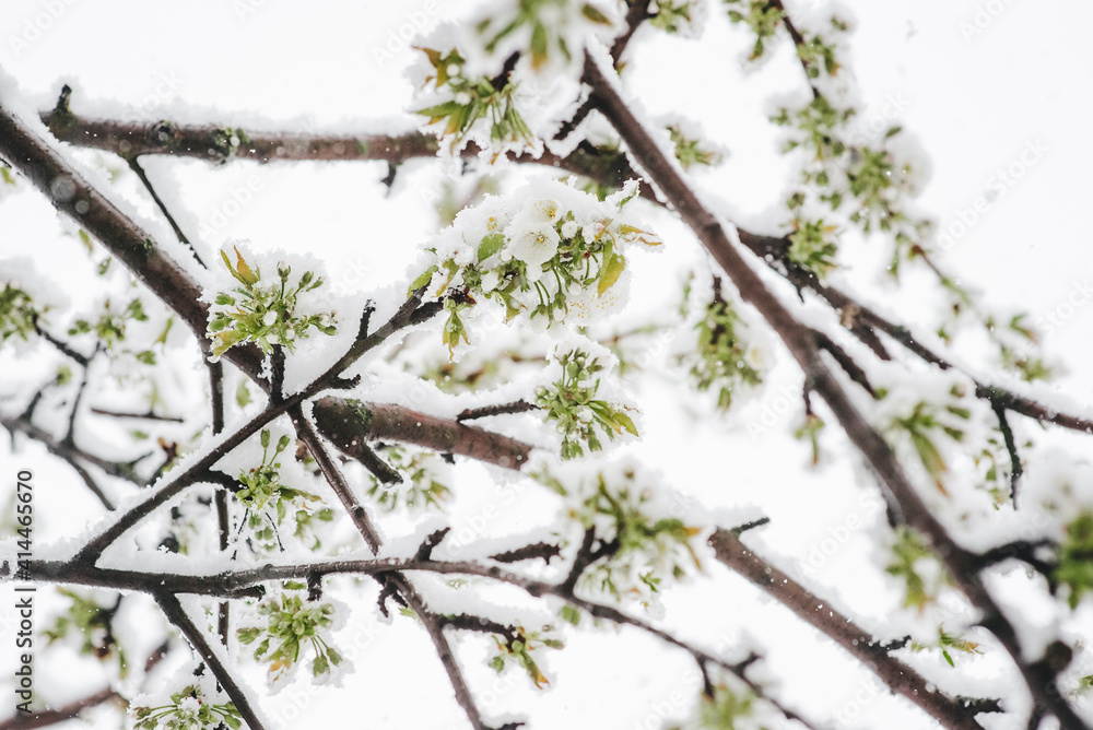 cherry flowering trees are covered with fluffy snow cherry flowering trees are covered with fluffy snow