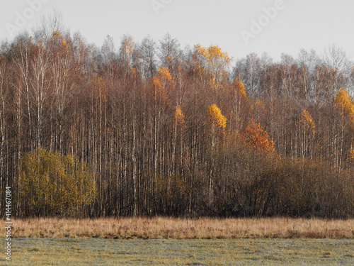Fototapeta Naklejka Na Ścianę i Meble -  Jesienne brzozy w Puszczy Białowieskiej 