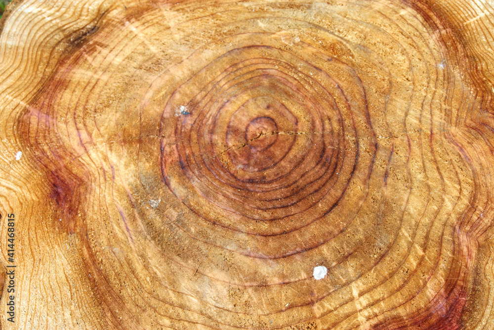 Fototapeta premium 木の年輪のクローズアップ