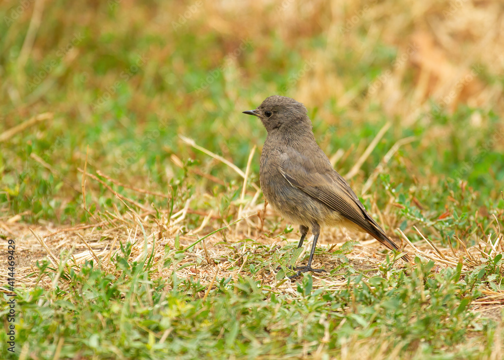 Black redstart, Phoenicurus ochruros. The female bird walks in the grass in search of food Black redstart, Phoenicurus ochruros. The female bird walks in the grass in search of food