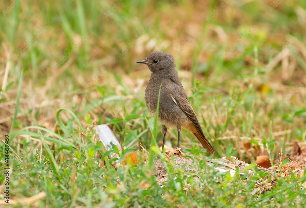 Black redstart, Phoenicurus ochruros. The female bird walks in the grass in search of food Black redstart, Phoenicurus ochruros. The female bird walks in the grass in search of food