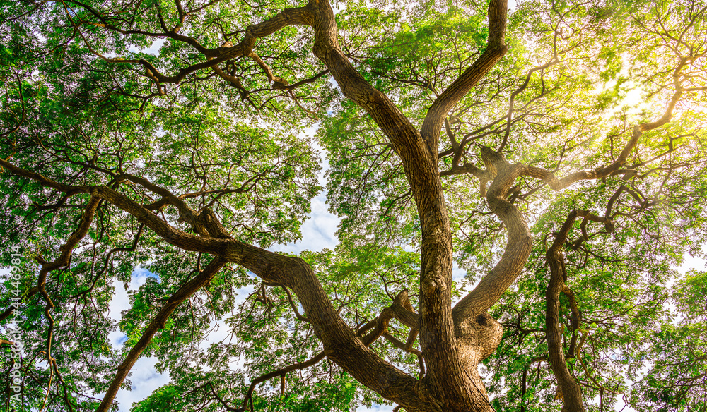 Sun light shining through forest green large tree. Sun light shining through forest green large tree.