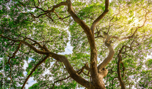 Sun light shining through forest green large tree.