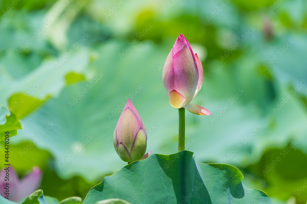 lotus flower blooming in summer pond with green leaves as background