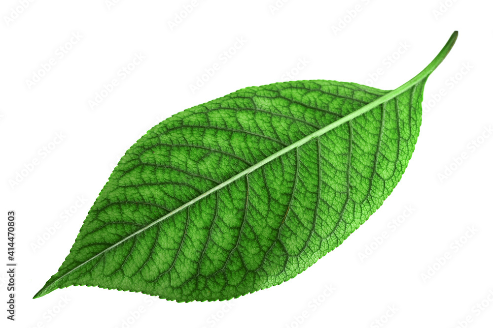 Obraz premium Cherry leaf isolated on white