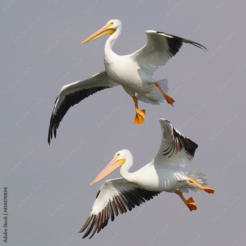 Obraz premium American White Pelican