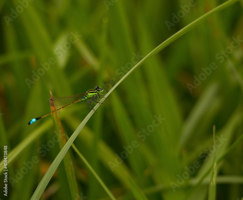 Insect on the grass