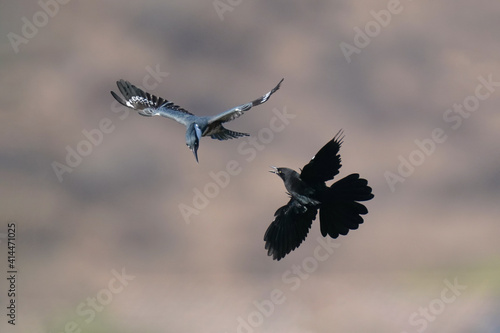 Great-Tailed Grackle and Kingfisher