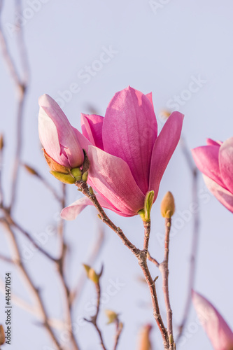 Beautiful magnolia flowers in Spring garden with blue sky background © xiaoliangge