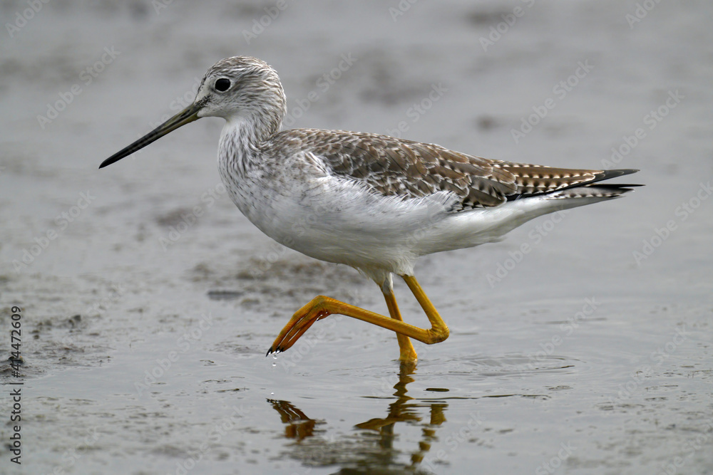 Greater Yellowlegs, San Diego River, California. Greater Yellowlegs, San Diego River, California.