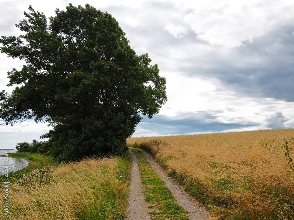 Tranquil footpath walking path on green grass by the ocean Tranquil footpath walking path on green grass by the ocean
