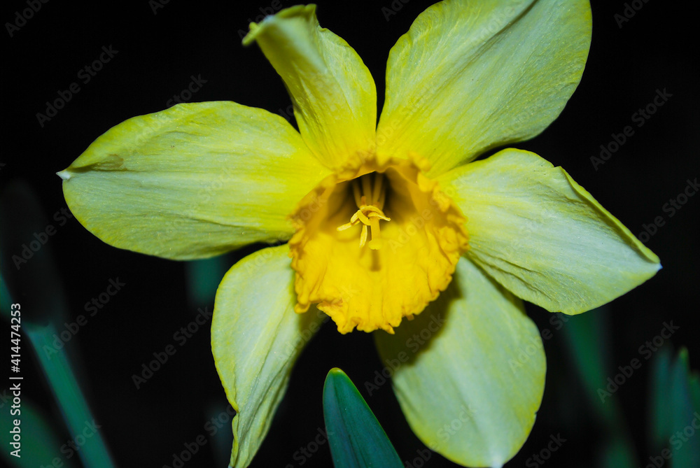 Fototapeta premium Yellow daffodils. flower blooms in spring in the garden. Yellow flowers at field close up, flower background photography.