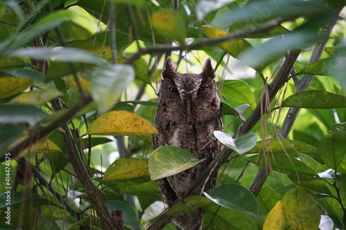 Owl