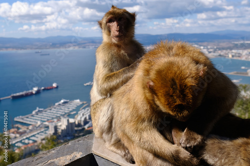 Affen  von Gibraltar © Jacek