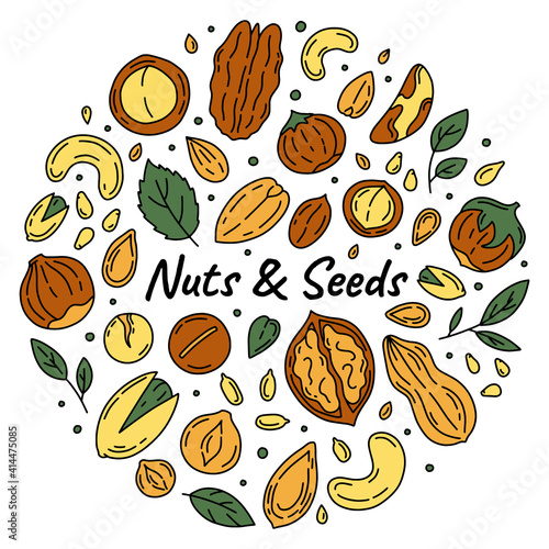 Nuts and Seeds set of vector icons in the Doodle style. Walnuts, macadamia, hazelnuts and peanuts on a white background.