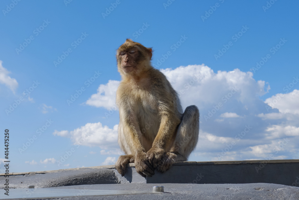 Obraz premium Affen von Gibraltar