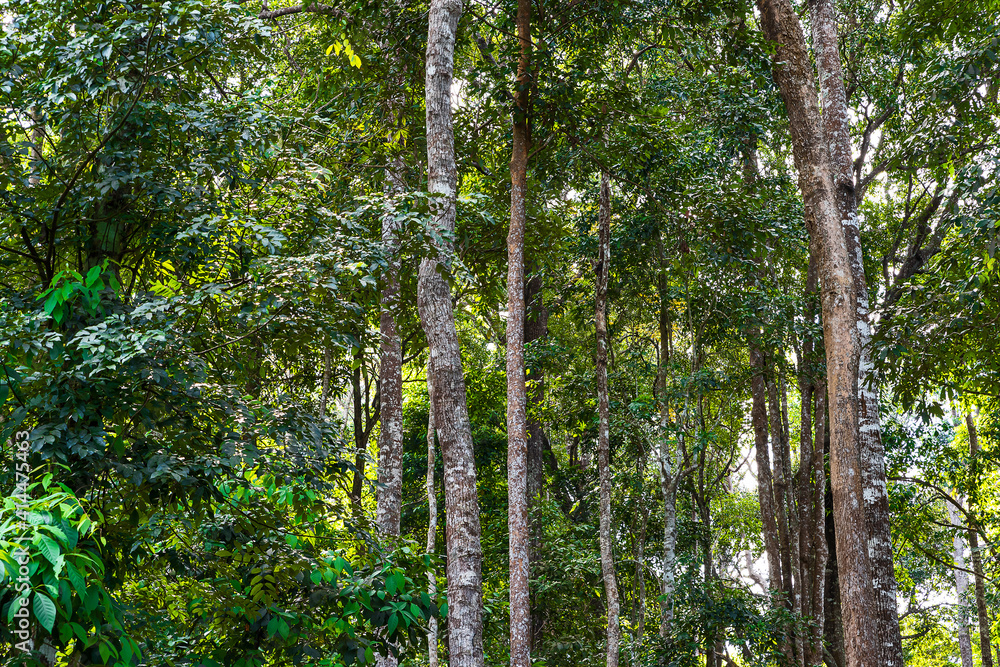 Fototapeta premium A tree in a mixed forest in Thailand