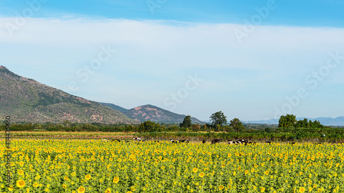 Bright yellow sunflower fields, cows and mountains in the background