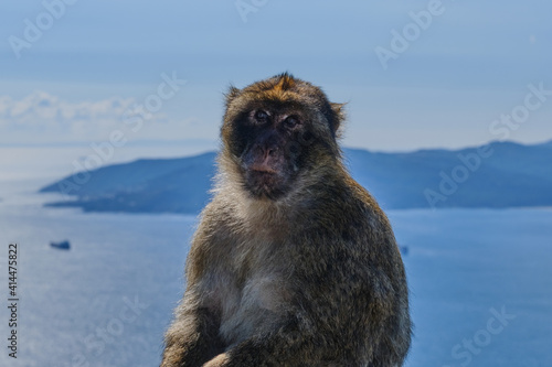 Affen  von Gibraltar © Jacek
