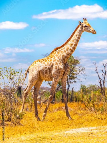 Cute giraffe in african savanna