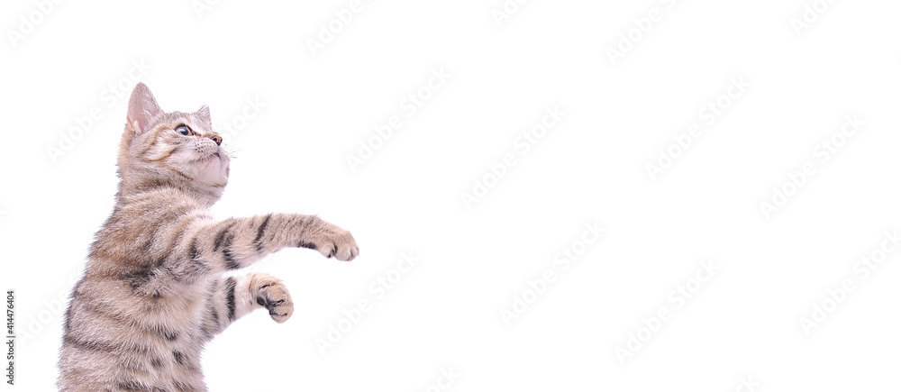 Fototapeta premium Cute grey kitten isolated on white background, playing little cat