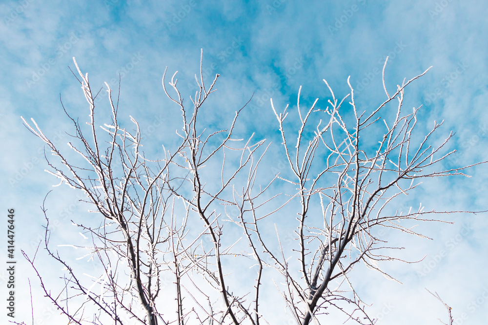 Fototapeta premium Icicles on a fruit tree with beautiful blue sky. Winter concept