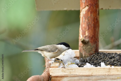 Marsh titmouse sitting on a feeder rack with sunflower seeds for feeding in frozen winter