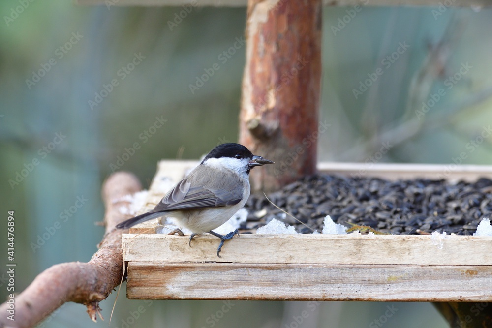 Fototapeta premium Marsh titmouse sitting on a feeder rack with sunflower seeds for feeding in frozen winter