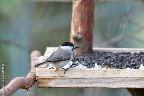 Marsh titmouse sitting on a feeder rack with sunflower seeds for feeding in frozen winter