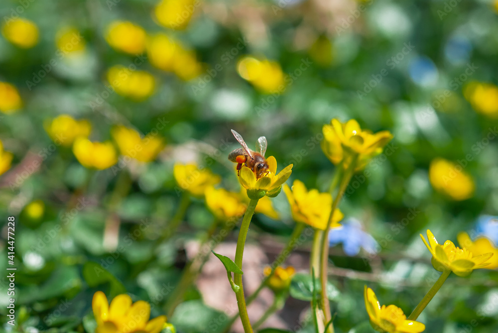 A honey bee pollinates a blooming yellow crocus flower in a spring meadow. First spring flowers close-up. Nature background. A honey bee pollinates a blooming yellow crocus flower in a spring meadow. First spring flowers close-up. Nature background.