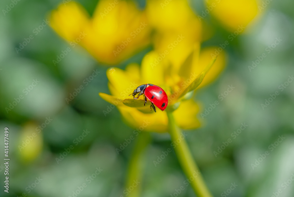Ladybug on the Blooming yellow crocus flower in the spring forest. First spring flowers close-up. Nature background. Ladybug on the Blooming yellow crocus flower in the spring forest. First spring flowers close-up. Nature background.