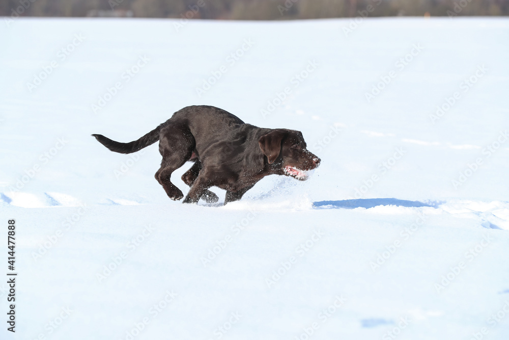 Junger brauner Labrador spielt im Schnee Junger brauner Labrador spielt im Schnee