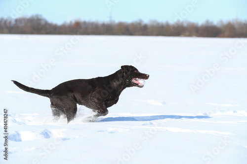 Fototapeta Naklejka Na Ścianę i Meble -  Junger brauner Labrador spielt im Schnee