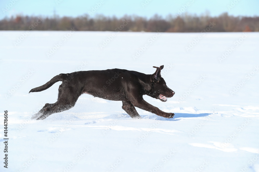 Junger brauner Labrador spielt im Schnee Junger brauner Labrador spielt im Schnee