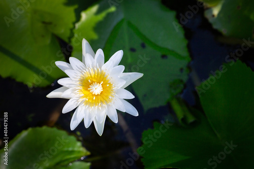 Dotleaf waterlily  Nymphaea ampla   Salisb.  DC.  Lotus flower  for sale at plant shop.