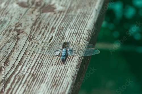 The black-tailed skimmer (Orthetrum cancellatum) male dragonfly, Libellulidae, perching on the wooden boards of the pier, resting in the sun