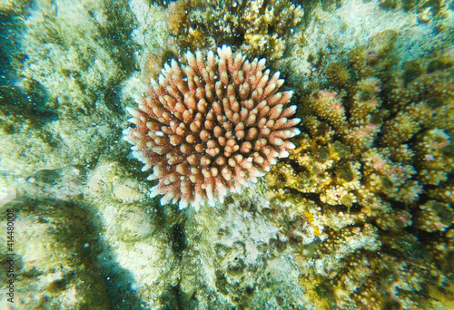 Hard coral with multiple brown- reddish branches at the base with white tips. © TravelmeSoftly