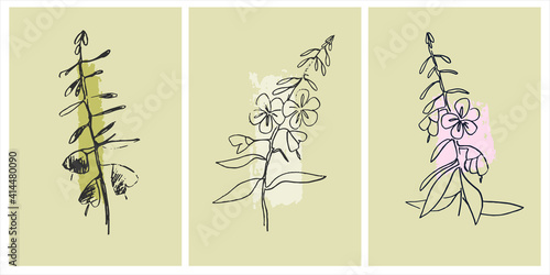 Decor printable art. Set of hand drawn vector illustrations of Chamaenerion flowering plant on abstract backgrounds for home interior design. Contemporary art for prints, posters, cards, textile