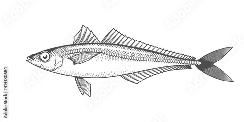 Horse mackerel sketch, hand drawn fish, jack mackerel seafood menu, scad fish in engraved style, vector