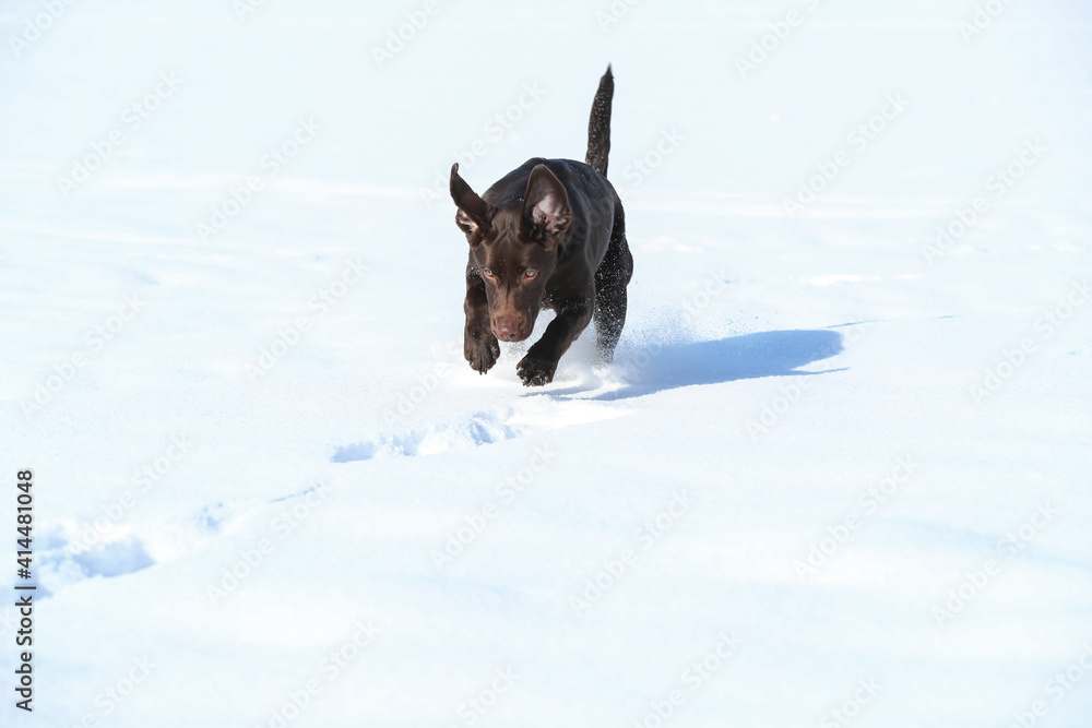 Junger brauner Labrador spielt im Schnee Junger brauner Labrador spielt im Schnee