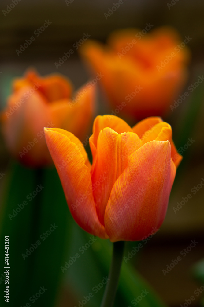 Macro of golden orange tulipa flower in bloom Macro of golden orange tulipa flower in bloom