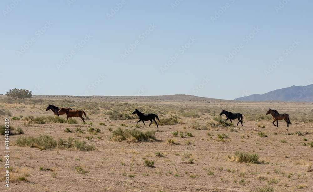 Herd of Wild Horses Running in the Utah Desert Herd of Wild Horses Running in the Utah Desert
